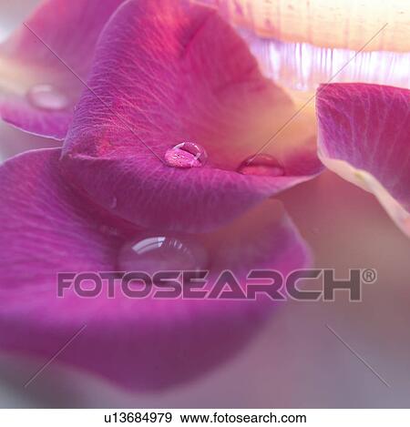Rose petals with waterdrops View Large Photo Image Stock Photo - Rose petals with waterdrops. Fotosearch