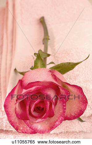 Stock Photography - Single rose. Fotosearch
