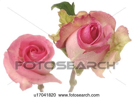 Two pink roses blossoms, close up View Large Photo Image Stock Image - Two pink roses blossoms, close up. Fotosearch