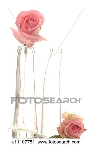 Stock Image - Two pink roses in glas vases. Fotosearch