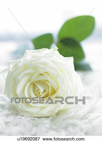 White rose blossom View Large Photo Image Stock Photo - White rose blossom. Fotosearch