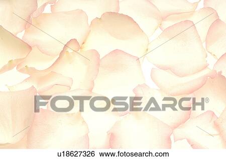 Stock Photograph - White rose petals, close up. Fotosearch