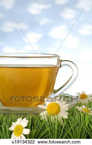 Stock Image - Camomile tea with blossoms in the grass. Fotosearch