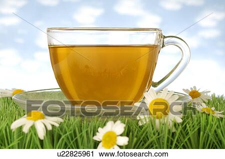Stock Image - Camomile tea with blossoms in the grass. Fotosearch