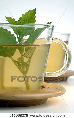 Lemon balm tea View Large Photo Image Stock Photo - Lemon balm tea. Fotosearch