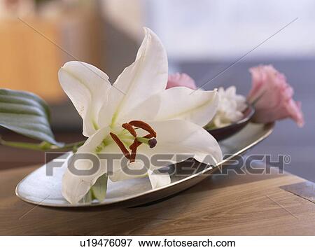 Stock Photo - Blossoms in a bowl. Fotosearch