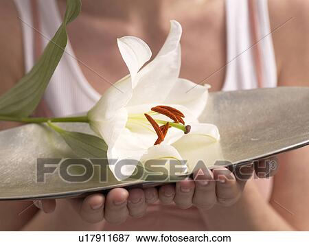 Stock Photo - Lily blossom in a bowl. Fotosearch
