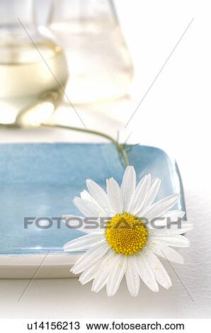 Camomile blossom View Large Photo Image Stock Image - Camomile blossom. Fotosearch