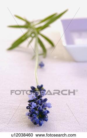 Stock Image - Lavender blossom (Lavendula angustifolia). Fotosearch