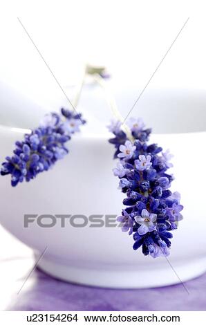 Picture - Lavender (Lavendula angustifolia) in a motar. Fotosearch