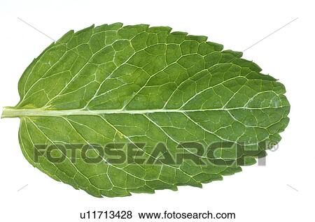 Stock Photo - Mint. Fotosearch