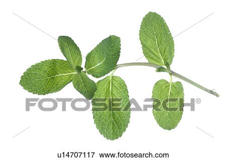 Stock Photo - Mint. Fotosearch