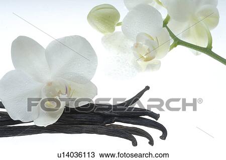 Orchid blossoms and vanilla View Large Photo Image Stock Image - Orchid blossoms and vanilla. Fotosearch