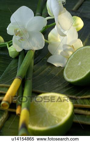 Orchid blossoms, lime and Equisetum View Large Photo Image Stock Photography - Orchid blossoms, lime and Equisetum. Fotosearch
