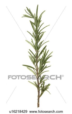 Stock Photo - Rosemary. Fotosearch