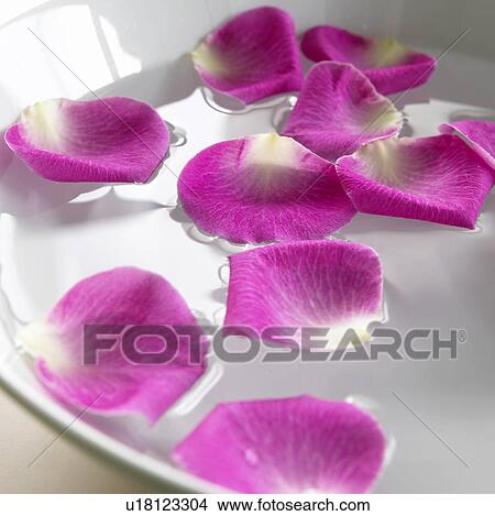 Picture - Swimming rose petals. Fotosearch
