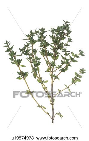 Stock Photo - Thyme. Fotosearch