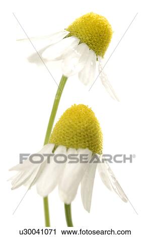 Two camomile blossoms View Large Photo Image Stock Image - Two camomile blossoms. Fotosearch