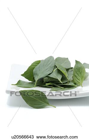 Stock Image - Bay Laurel. Fotosearch