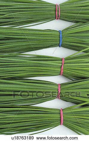 Chives, bundled View Large Photo Image Stock Photo - Chives, bundled. Fotosearch