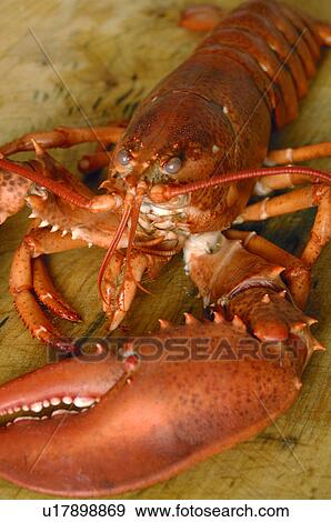 Lobster View Large Photo Image Stock Photo - Lobster. Fotosearch