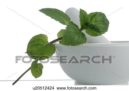 Mint and a motar View Large Photo Image Picture - Mint and a motar. Fotosearch