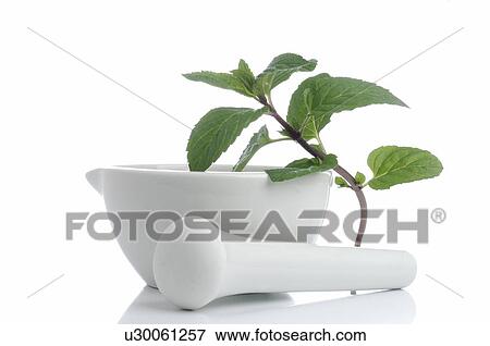Mint and a motar View Large Photo Image Stock Photo - Mint and a motar. Fotosearch