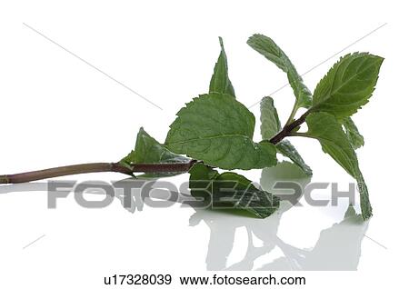 Mint View Large Photo Image Stock Photo - Mint. Fotosearch
