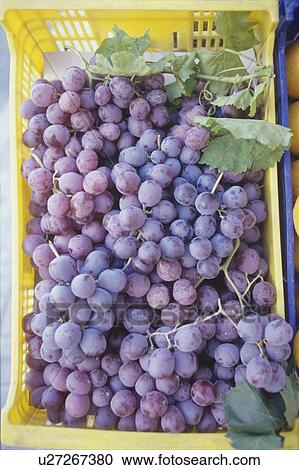 Stock Image - Grapes. Fotosearch