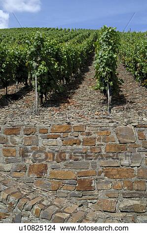 Picture - Grapevine. Fotosearch