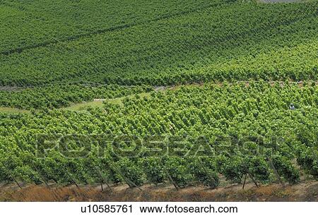 Stock Image - Grapevine. Fotosearch