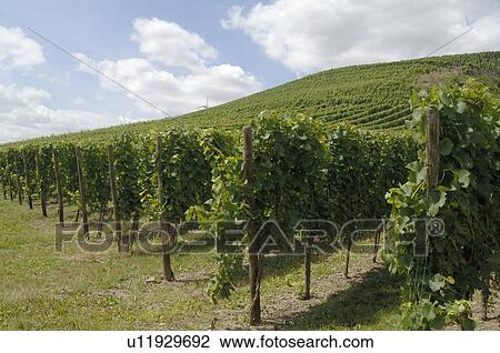 Stock Image - Grapevine. Fotosearch