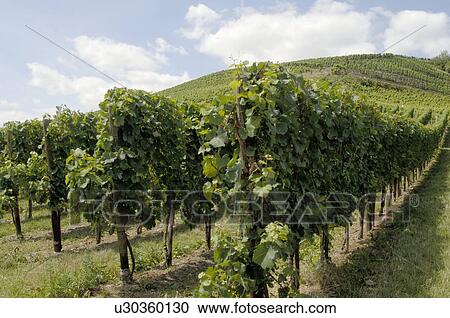 Stock Image - Grapevine. Fotosearch