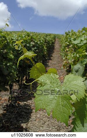 Grapevine View Large Photo Image Stock Photo - Grapevine. Fotosearch