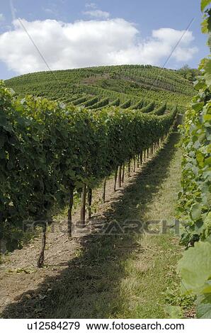 Stock Photo - Grapevine. Fotosearch