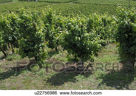 Grapevine View Large Photo Image Stock Photograph - Grapevine. Fotosearch