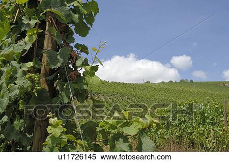 Stock Photography - Grapevine. Fotosearch