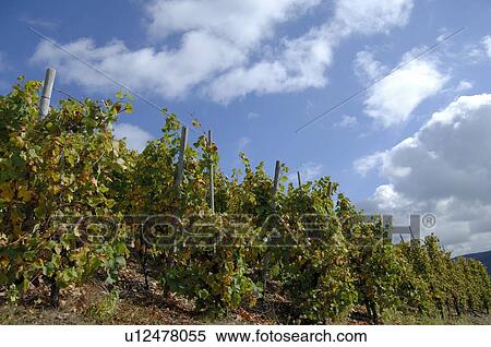 Grapevine View Large Photo Image Stock Photography - Grapevine. Fotosearch