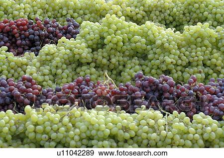 Stock Photo - Red and white wine grapes. Fotosearch