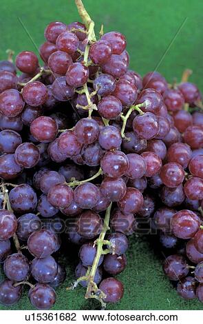 Stock Image - Red wine grapes. Fotosearch