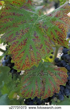 vine leaves View Large Photo Image Stock Image - vine leaves. Fotosearch