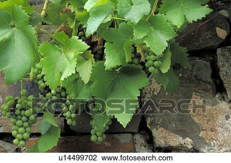 Stock Image - Vine. Fotosearch