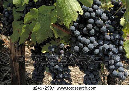 Stock Photo - Vine. Fotosearch