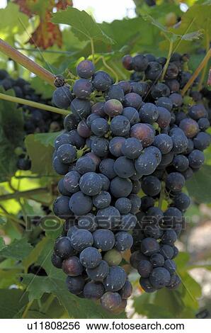 Stock Photograph - Vine. Fotosearch