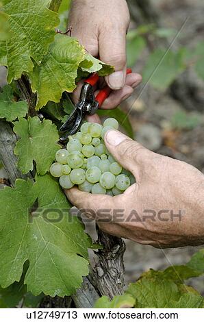 Stock Image - Vintage: Cutting wine grapes. Fotosearch