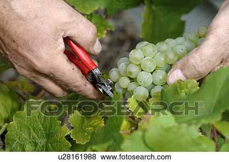 Stock Photo - Vintage: Cutting wine grapes. Fotosearch