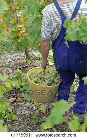 Vintage: man is carrying wine grapes in a bucket View Large Photo Image Stock Image - Vintage: man is carrying wine grapes in a bucket. Fotosearch