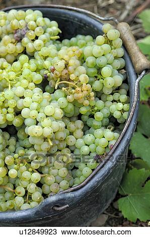 Vintage: White wine grapes in a bucket View Large Photo Image Stock Image - Vintage: White wine grapes in a bucket. Fotosearch