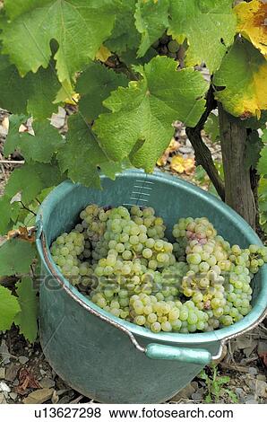 Stock Photo - Vintage: White wine grapes in a bucket. Fotosearch