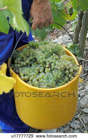 Vintage: White wine grapes in a bucket View Large Photo Image Stock Photo - Vintage: White wine grapes in a bucket. Fotosearch